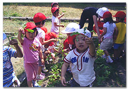 ７月　はつか大根　ほらみて！